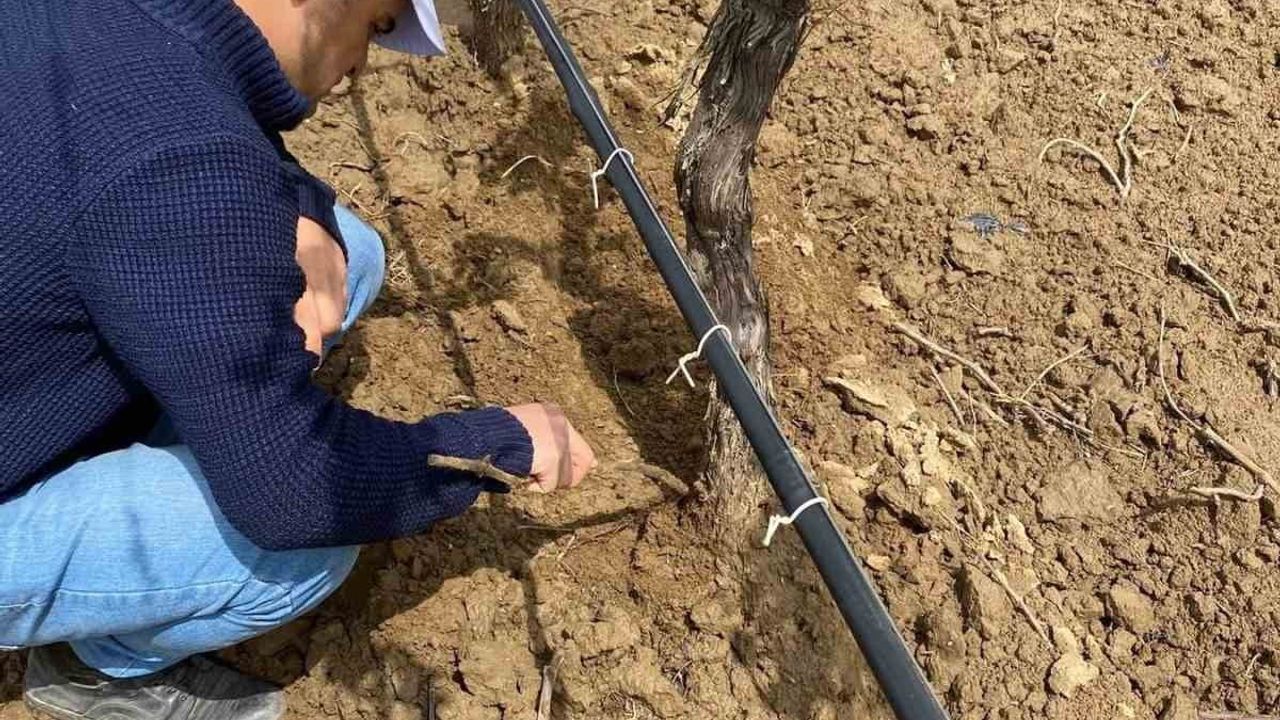 Sarıgöl'de yağış sonrası sıcaklık artışı bağlarda mildiyö ve külleme riskini artırdı