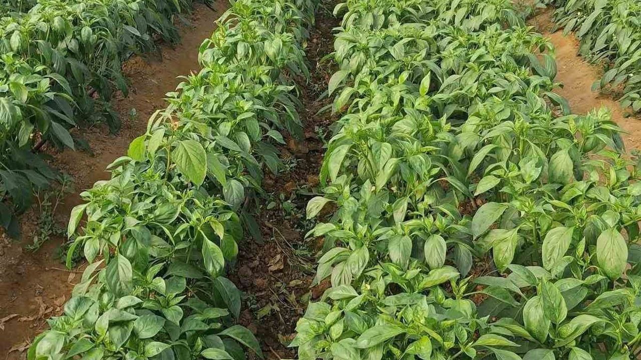 Sarıgöl'ün coğrafi işaretli Emcelli biberi serada turfanda: Kilosu 400 TL