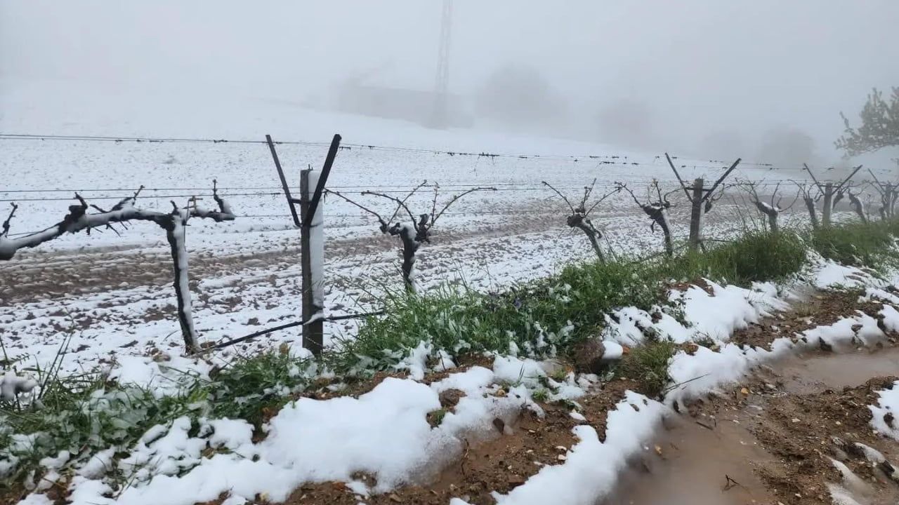 Sarıgöl'ün yüksek kesimlerinde ani hava değişimleri tarımı etkiledi