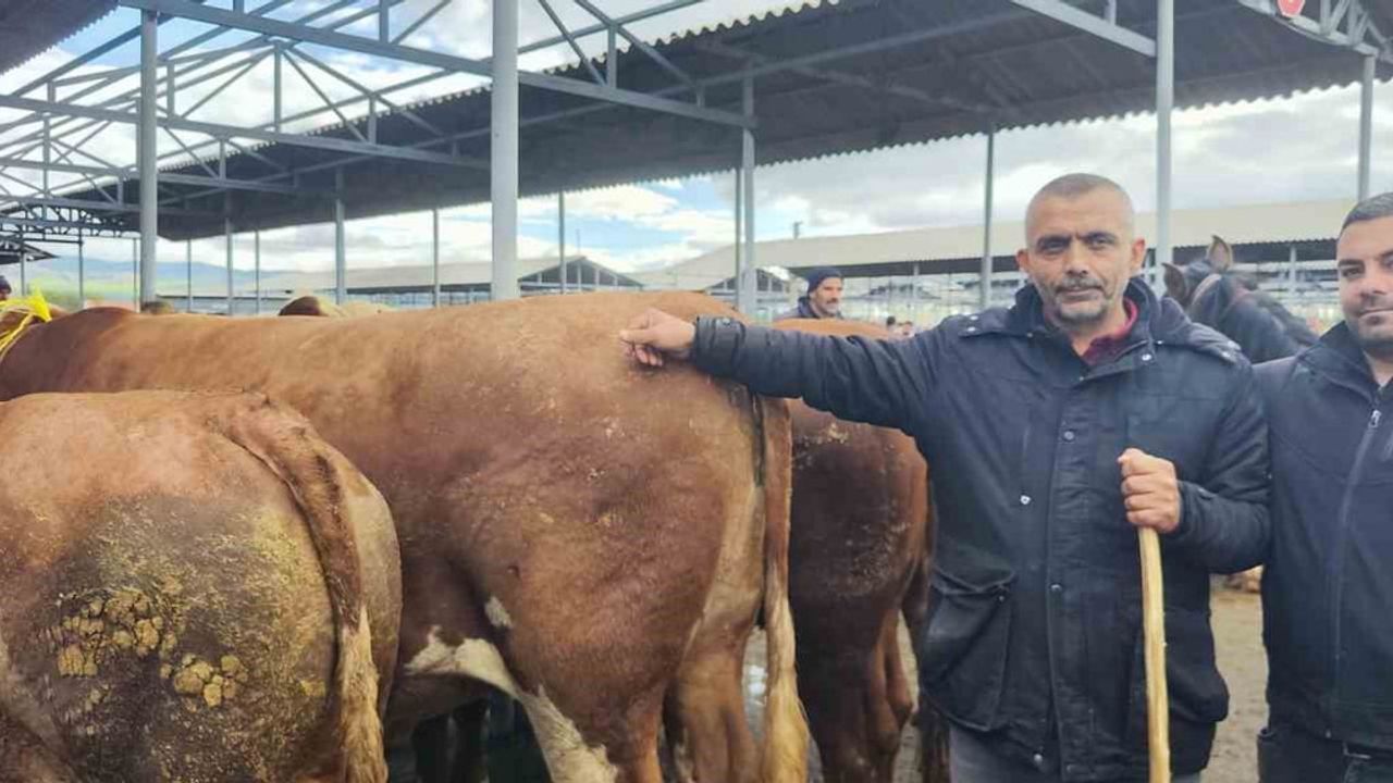 Şarkışla Hayvan Pazarı'nda Kurban Bayramı Öncesi Hareketlilik ve Pazarlıklar