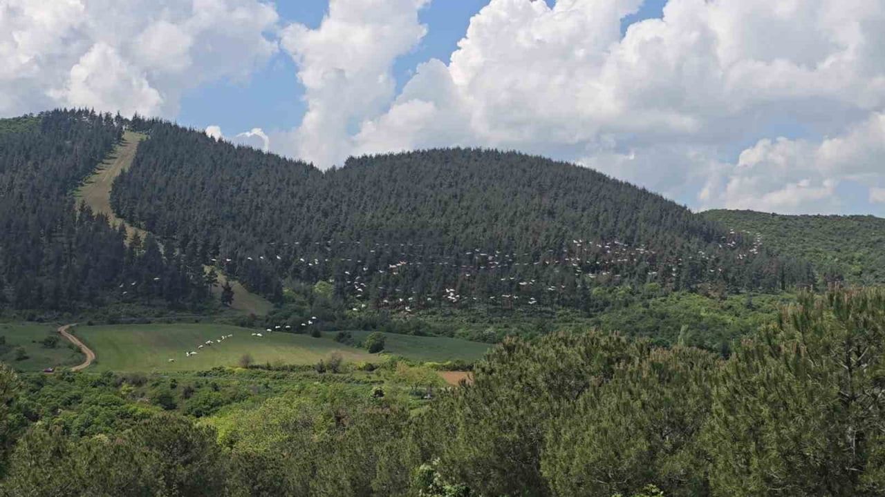 Şarköy'de Pelikanların Toplu Uçuşu Görüntülendi