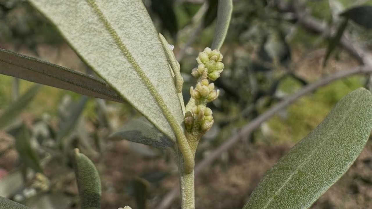 Şarköy'de zeytin üreticilerine ilaçlama uyarısı: pamuklu bit ve zeytin güvesi tespiti