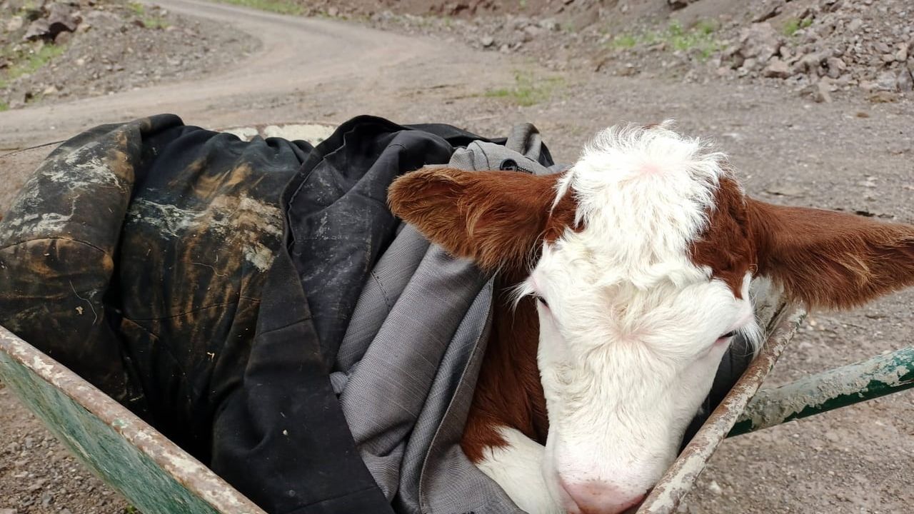 Sason'da kayalıkta bulunan yeni doğan buzağı sahibine teslim edildi