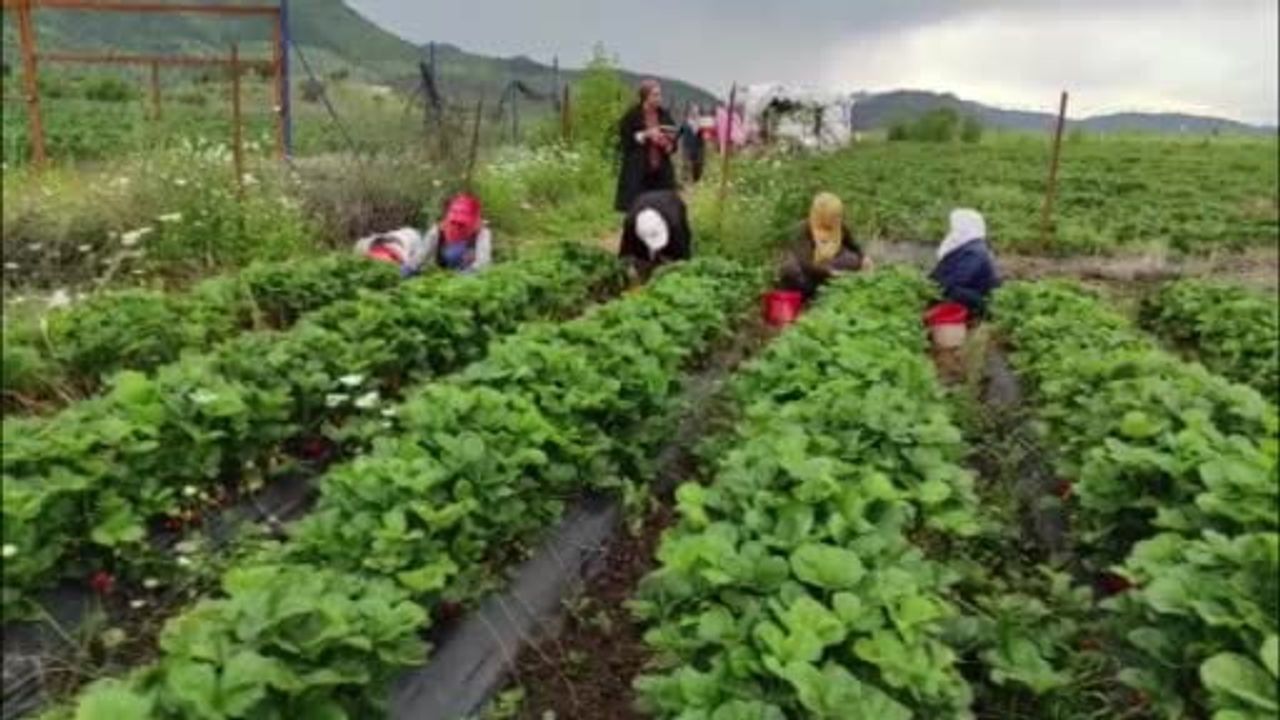 Sason'da organik çilek üreticileri pazar sıkıntısı yaşıyor: Yetkililerden destek talebi