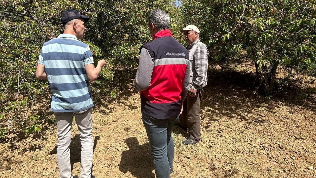 Simav'da kiraz ve vişne bahçelerinde Monilinia fructicola tespit çalışması