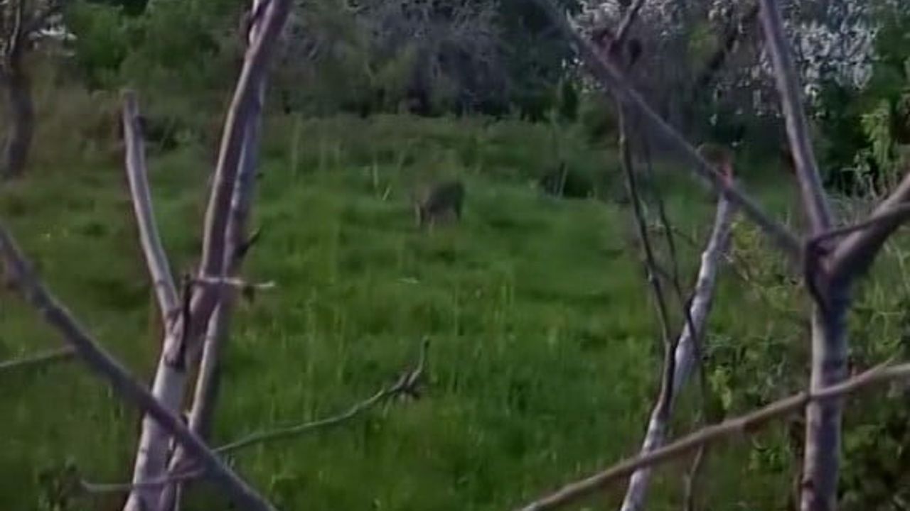 Sinop’un Erfelek ilçesinde yavru karaca yerleşime kadar indi