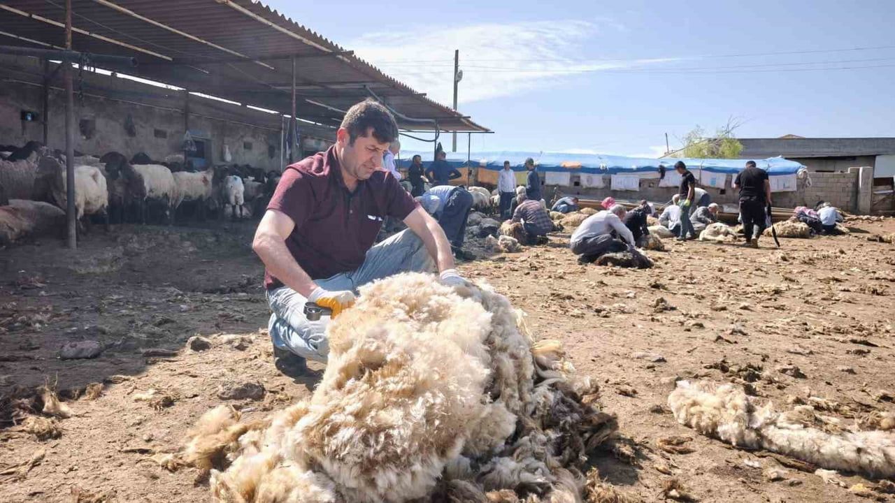 Şırnak Silopi'de Göçerler İmeceyle Yaklaşık 400 Koyunu Kırptı