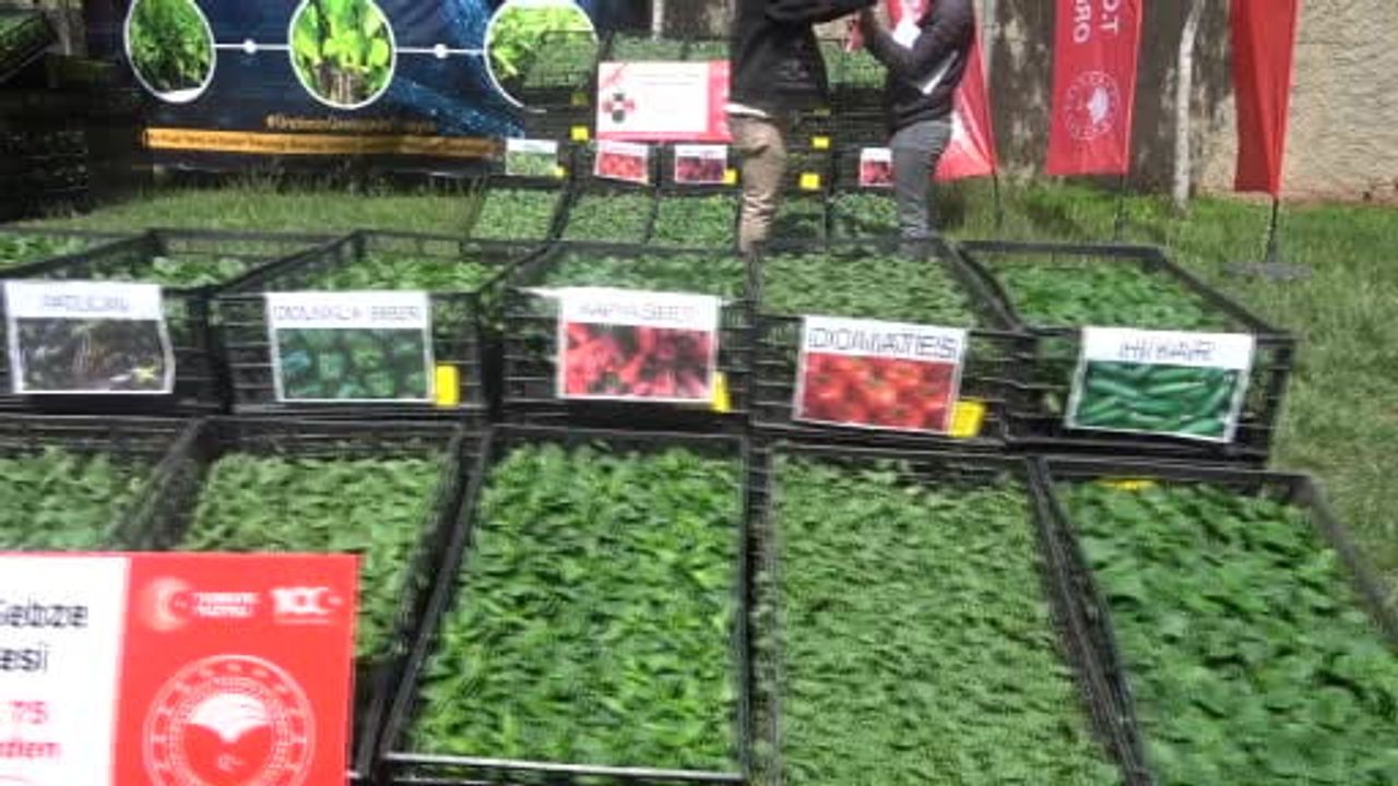 Şırnak’ta 252 üreticiye yüzde 75 hibeli 361 bin 476 sebze fidesi dağıtımı