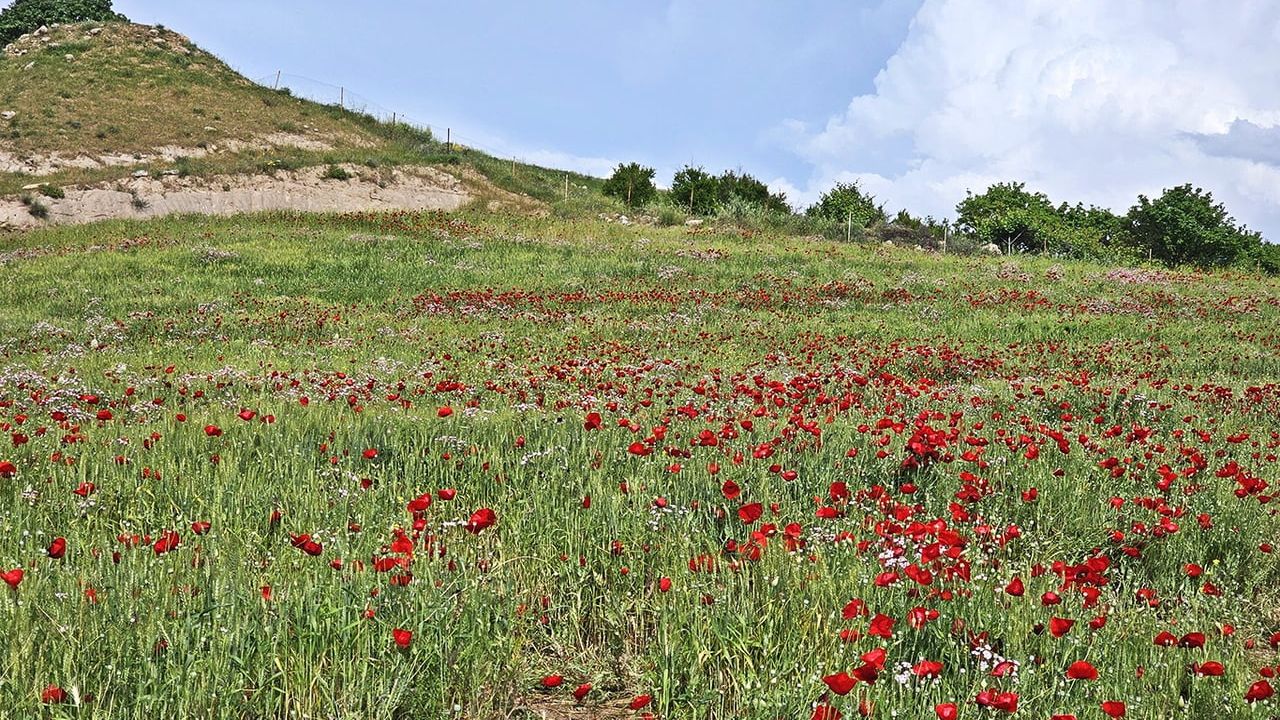 Şırnak’ta gelincik tarlası Akdizgin’de doğasever ve fotoğrafçıları çekiyor