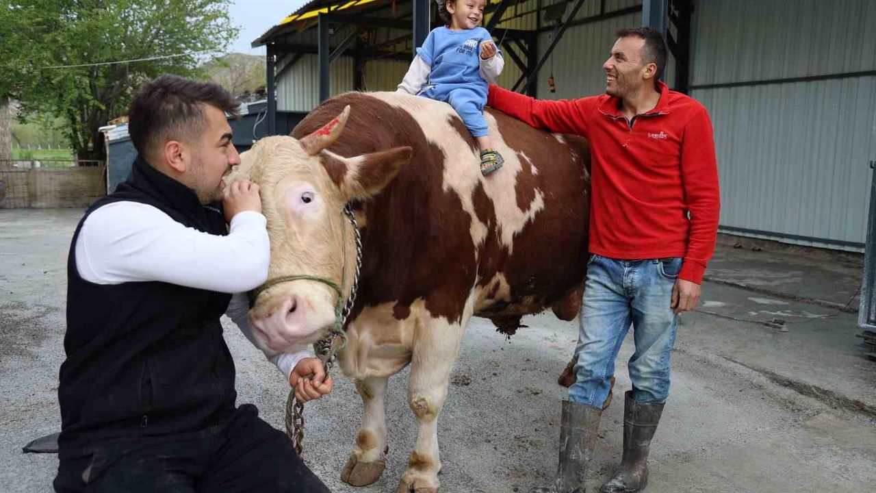 Sivas'ta 1 ton 40 kg ağırlığındaki simental tosun 'Poyraz' 500 bin TL'ye alıcı bekliyor