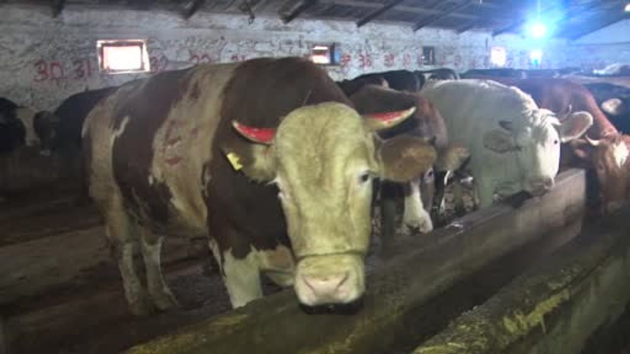 Sivas’ta 1 ton 40 kg ağırlığındaki Simental tosun 'Poyraz' 500 bin TL’ye satışta