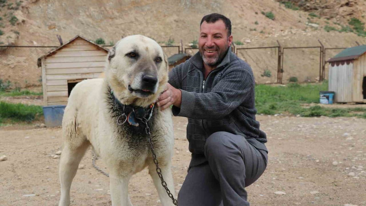 Sivas'ta değişken hava Kangal köpeklerinde tüy ve davranış değişikliklerine yol açtı