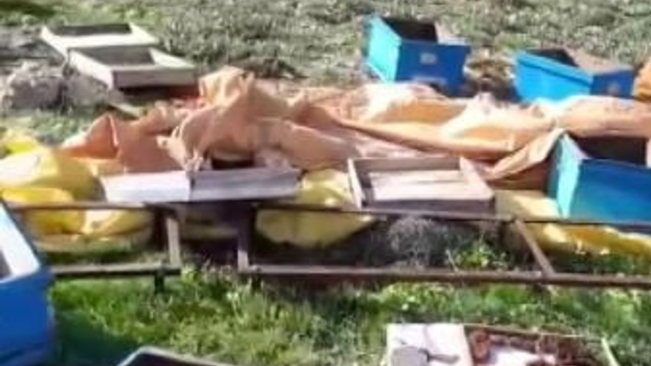 Sivas'ta kış uykusundan uyanan ayı Beypınar'da yaklaşık 20 arı kovanını parçaladı