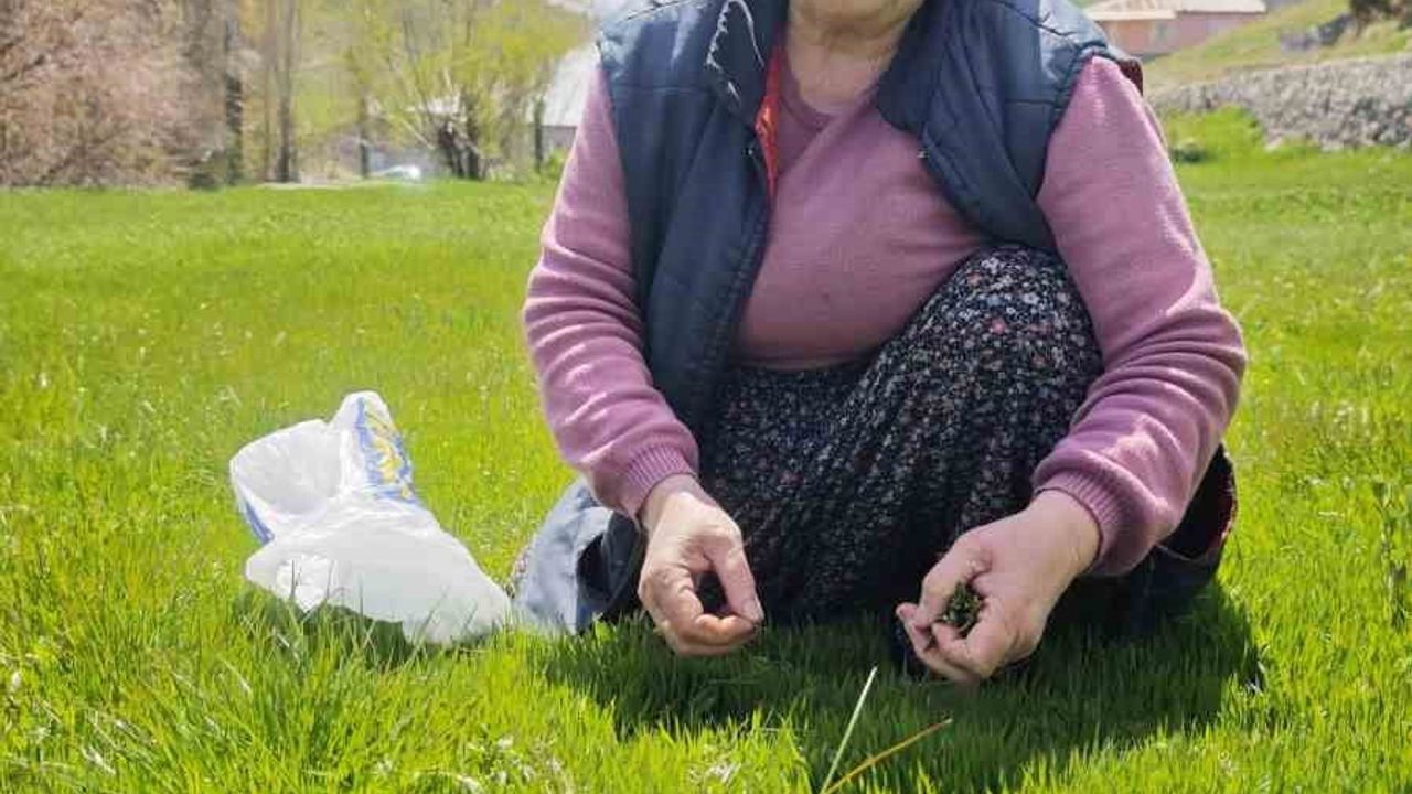 Sivas'ta madımak sezonu başladı: Kilosu 200 TL'ye satılıyor