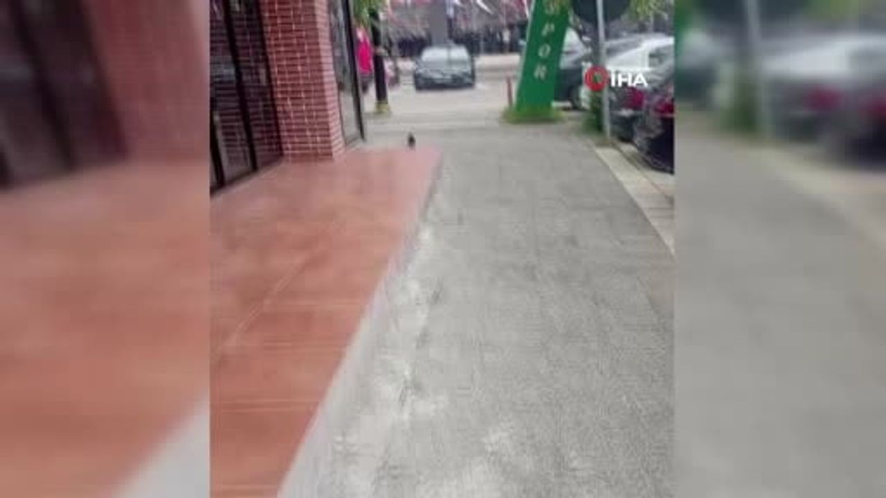 Sivas’ta Yaralı Yavru Karga İş Yerine Sığındı, Sahibinden Doğa Koruma’ya Teslim Edildi