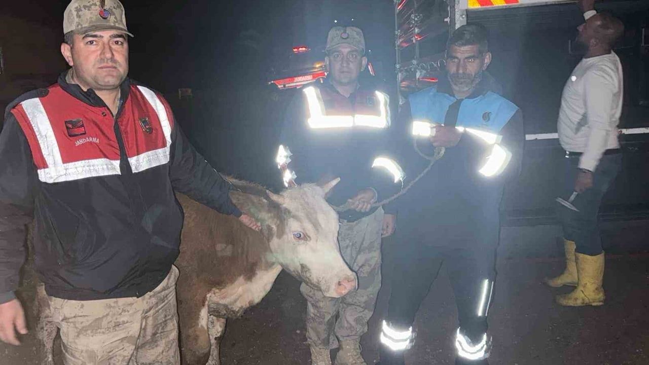 Siverek’te Çalınan Büyükbaş Hayvan Jandarma İncelemesiyle Sahibine Teslim Edildi