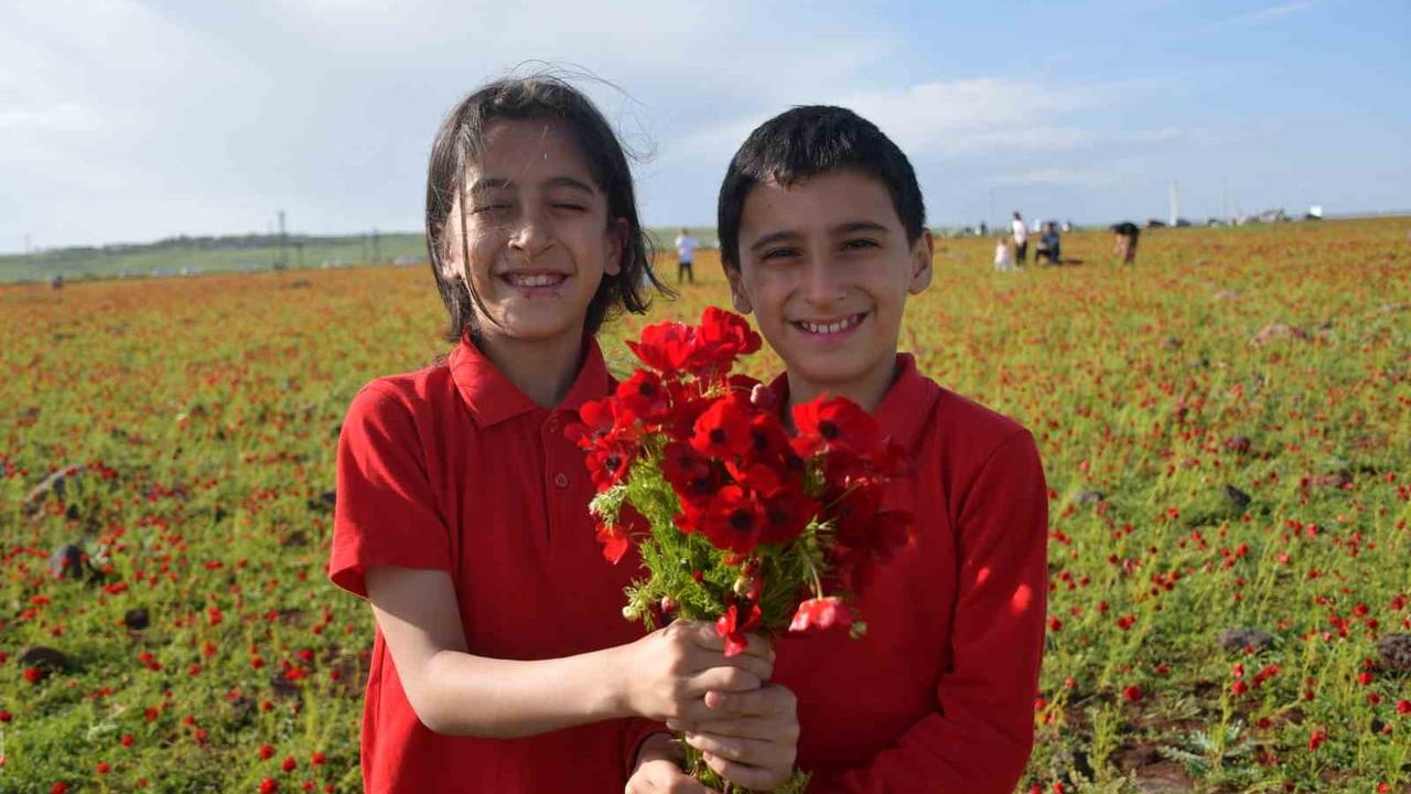 Siverek'te Mayıs Gelincikleri: Doğaseverlerin ve Fotoğrafçıların İlgisi Artıyor