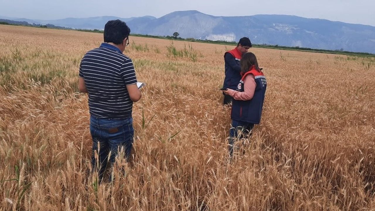 Söke'de hububat tarlalarında sıkı denetim: bitki gelişimi ve sağlık kontrolleri sürüyor