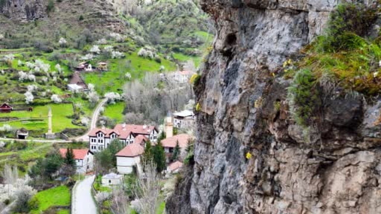 Süleymaniye Mahallesi'nde kayalıklardan fışkıran Draba (Dolama) çiçekleri