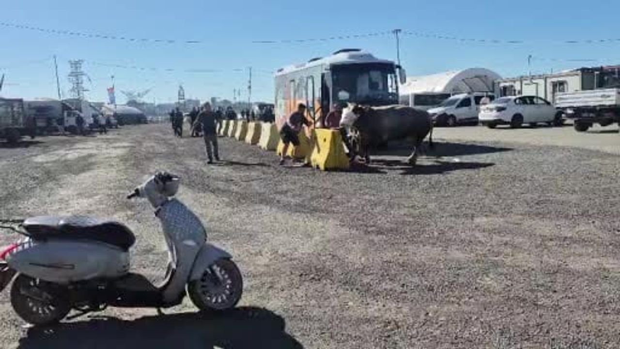 Sultangazi Kurban Pazarı'nda nakliye sırasında kaçan boğa kısa süreli panik yarattı