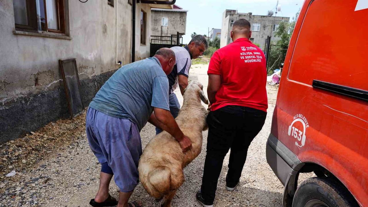Tarsus Belediyesi'nden şehit ailelerine Kurban Bayramı öncesi 92 kurbanlık destek