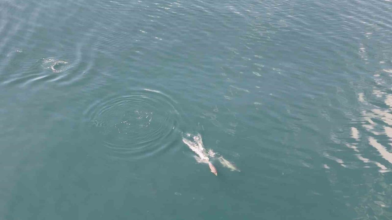 Tekirdağ açıklarında dronla görüntülenen yunus sürüsü