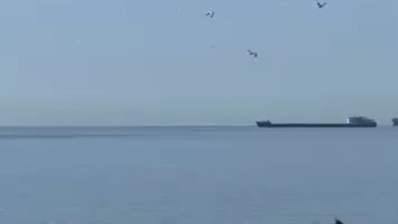 Tekirdağ Alkaya Sahili açıklarında yunuslar görüldü
