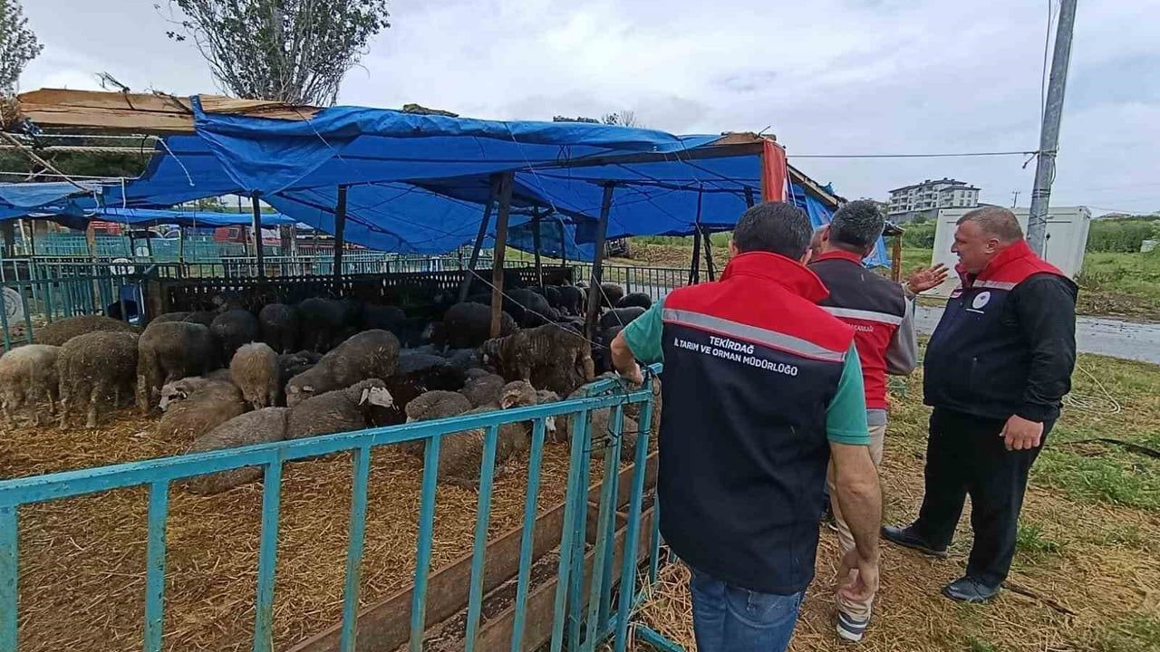 Tekirdağ'da Kurbanlık Satış Yerlerinde Artırılmış Denetimler