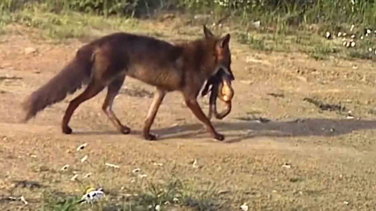 Tekirdağ Ganos Dağları'nda fotokapanlar: Çakalın ağzında yılan ve karaca-tavşan görüntüleri