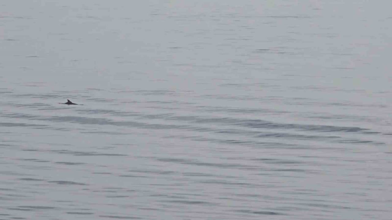 Tekirdağ Süleymanpaşa açıklarında iki yunusun su yüzeyindeki görüntüsü kaydedildi