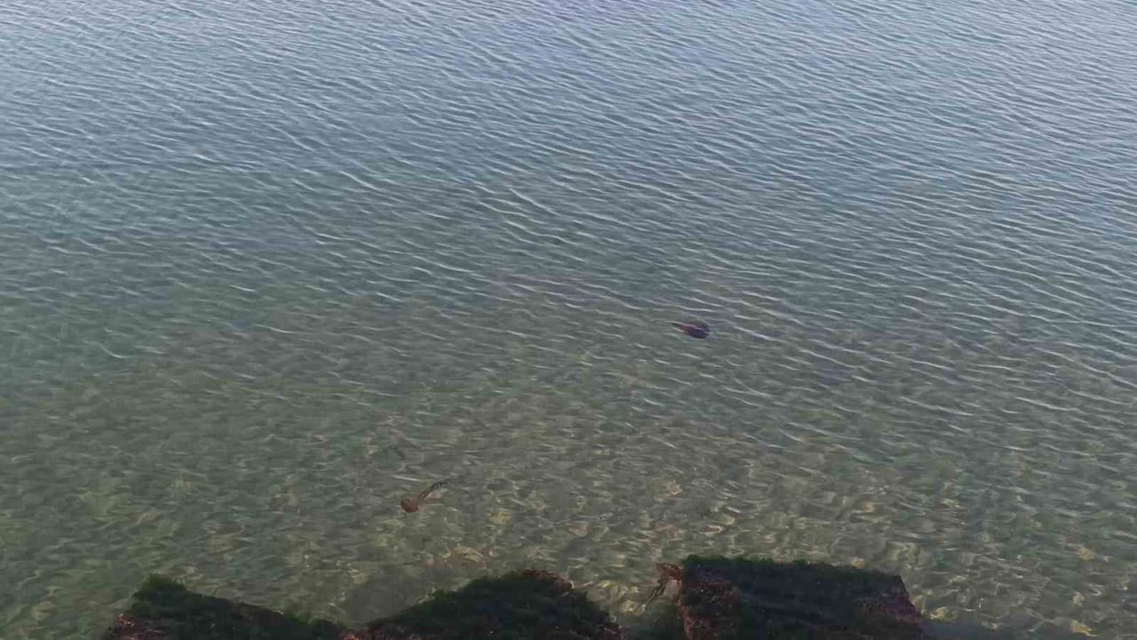 Tekirdağ Süleymanpaşa Sahilinde Kahverengi 'Pusula' Deniz Analaları (Chrysaora hysoscella) Kıyıya Yaklaştı