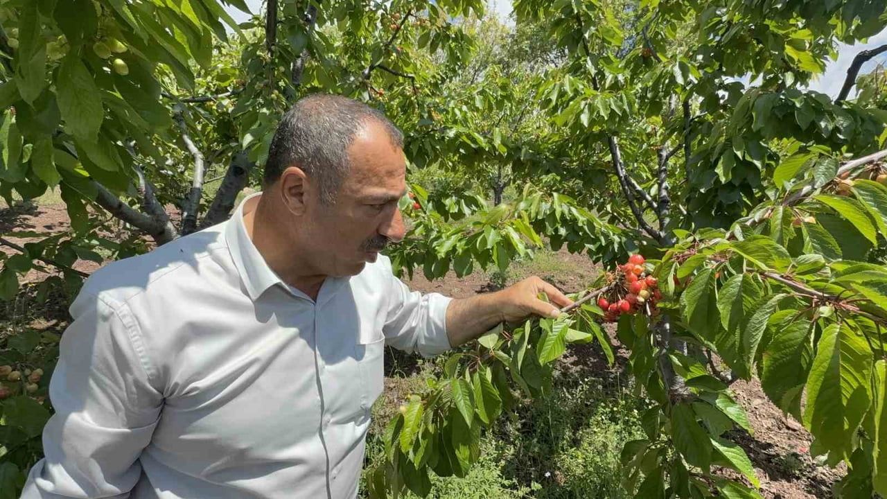 Tokat'ta yoğun yağış erkenci kiraz üreticilerini etkiledi
