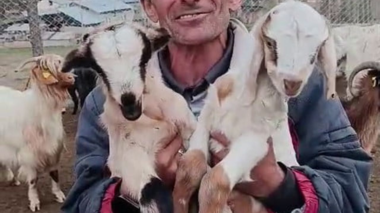 Tortumlu fenomen çoban Şahin Dürlü’nün oğlaklara şefkati sosyal medyada ilgi gördü