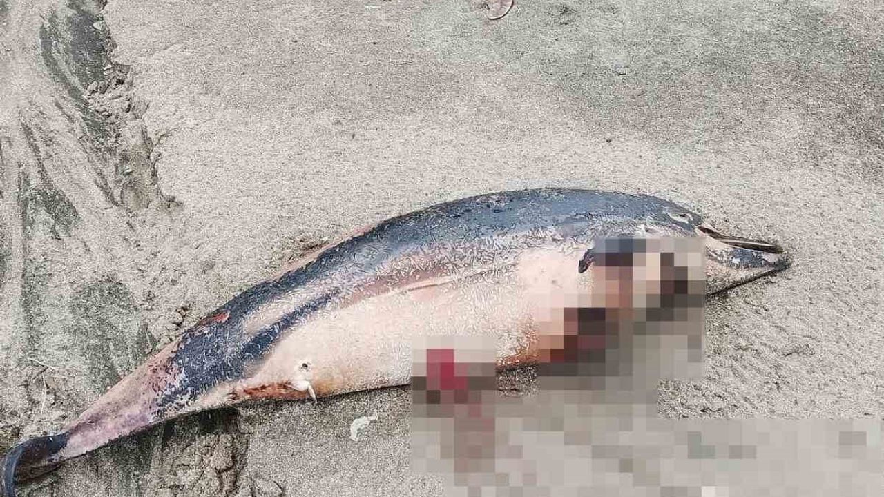 Trabzon'un Arsin sahilinde 3 ölü yunus bulundu