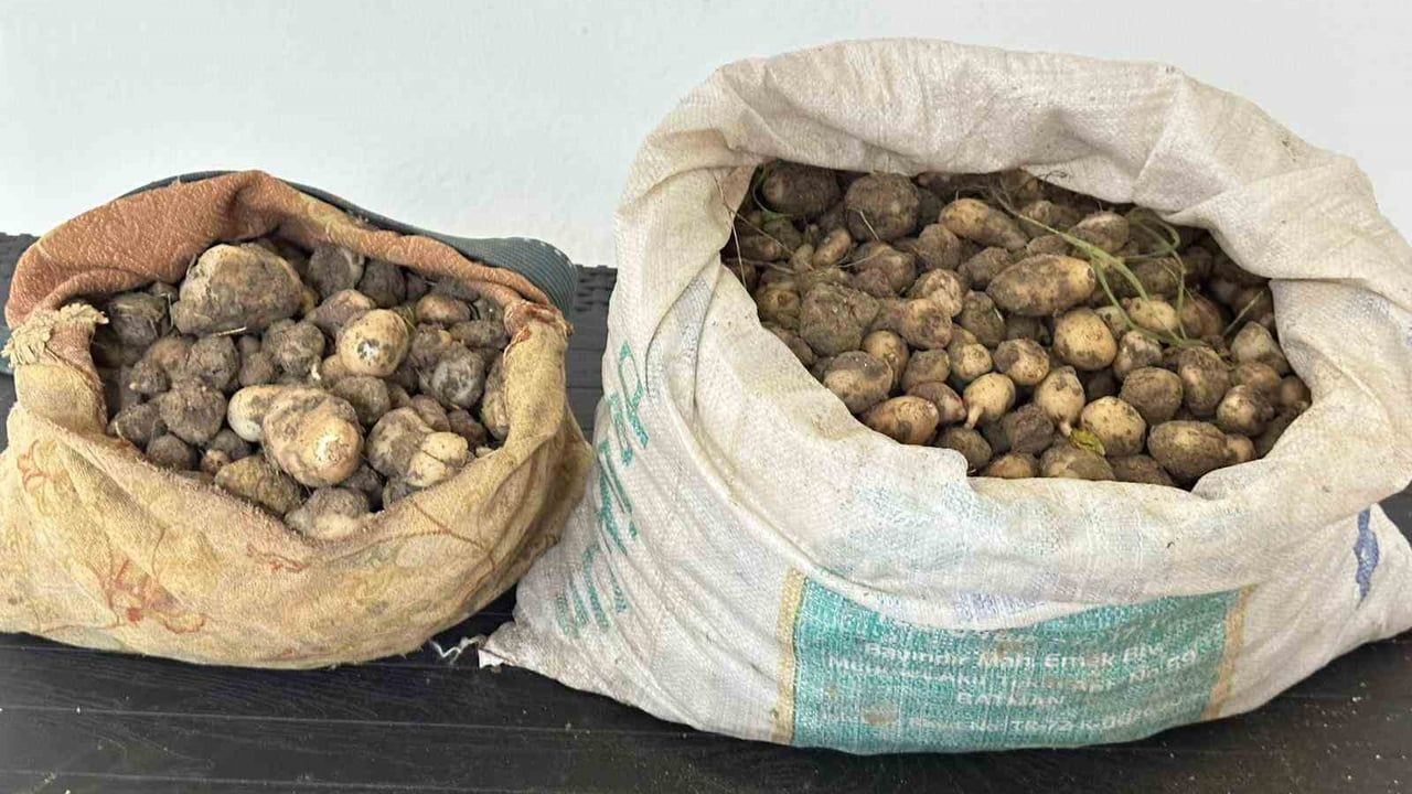 Tunceli'de 31 kilogram salep soğanı ele geçirildi; 3 kişiye 2 milyon 97 bin 735 TL idari para cezası
