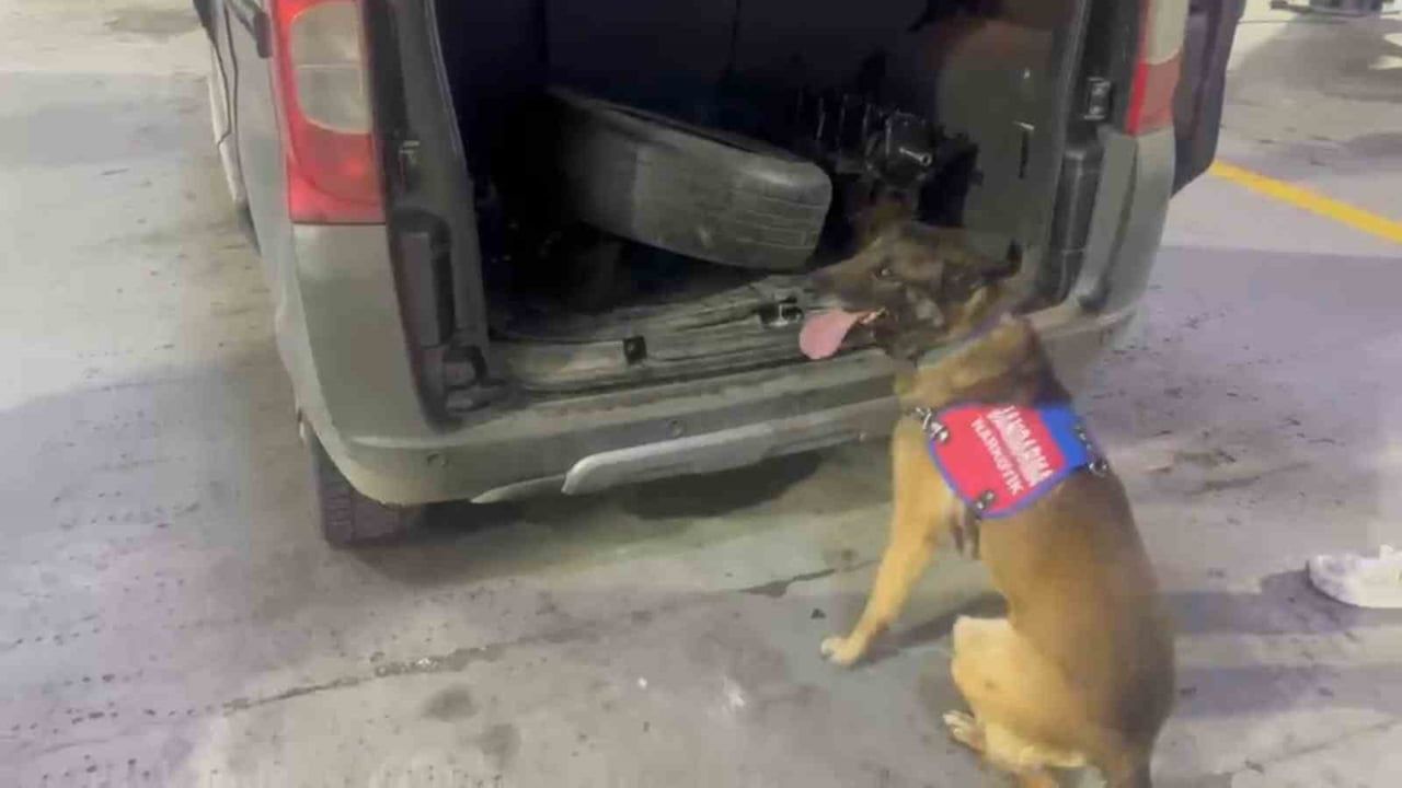 Tunceli'de narkotik köpeği 'Ayar' kaput ve bagajda 200 gram esrar buldu