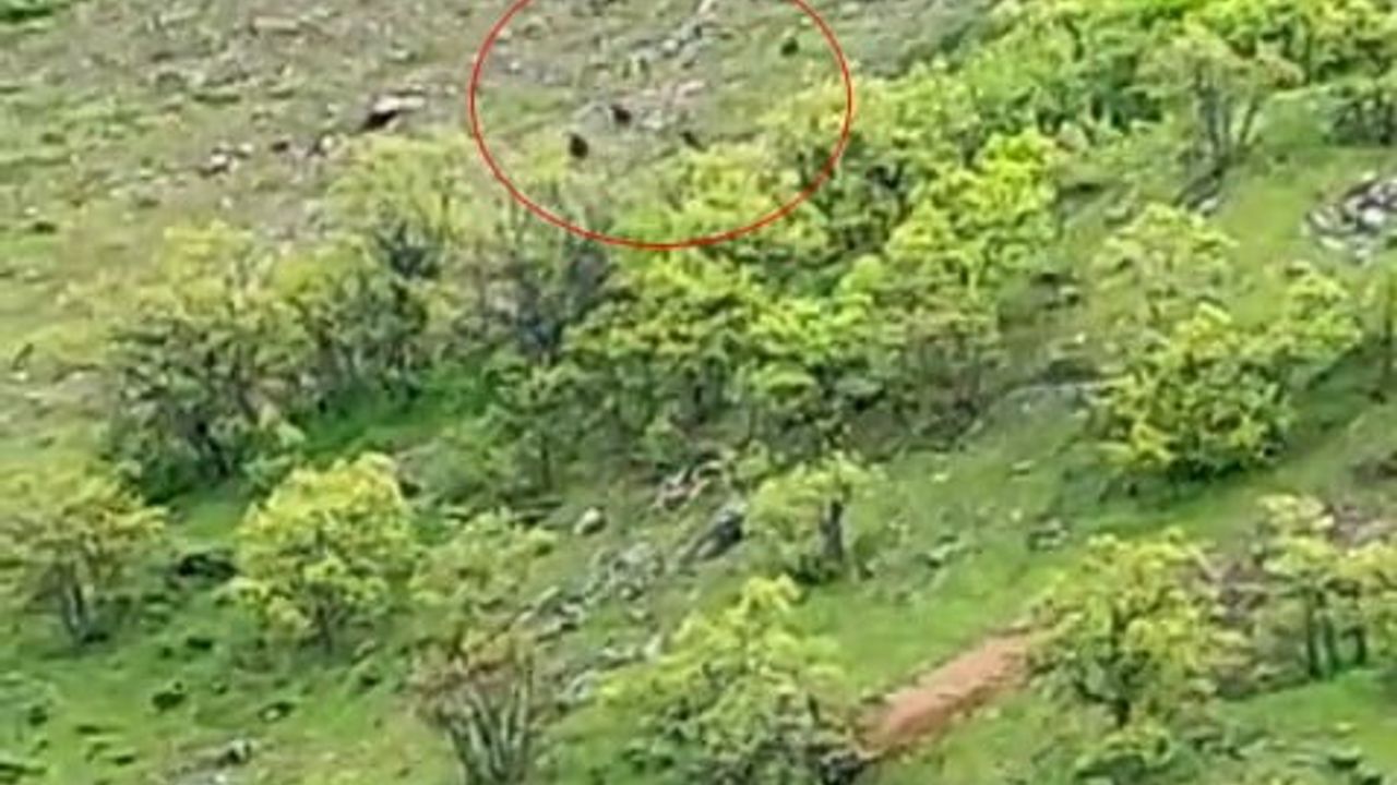 Tunceli’nin Nazımiye ilçesinde yaklaşık 10 ayı arazide görüntülendi