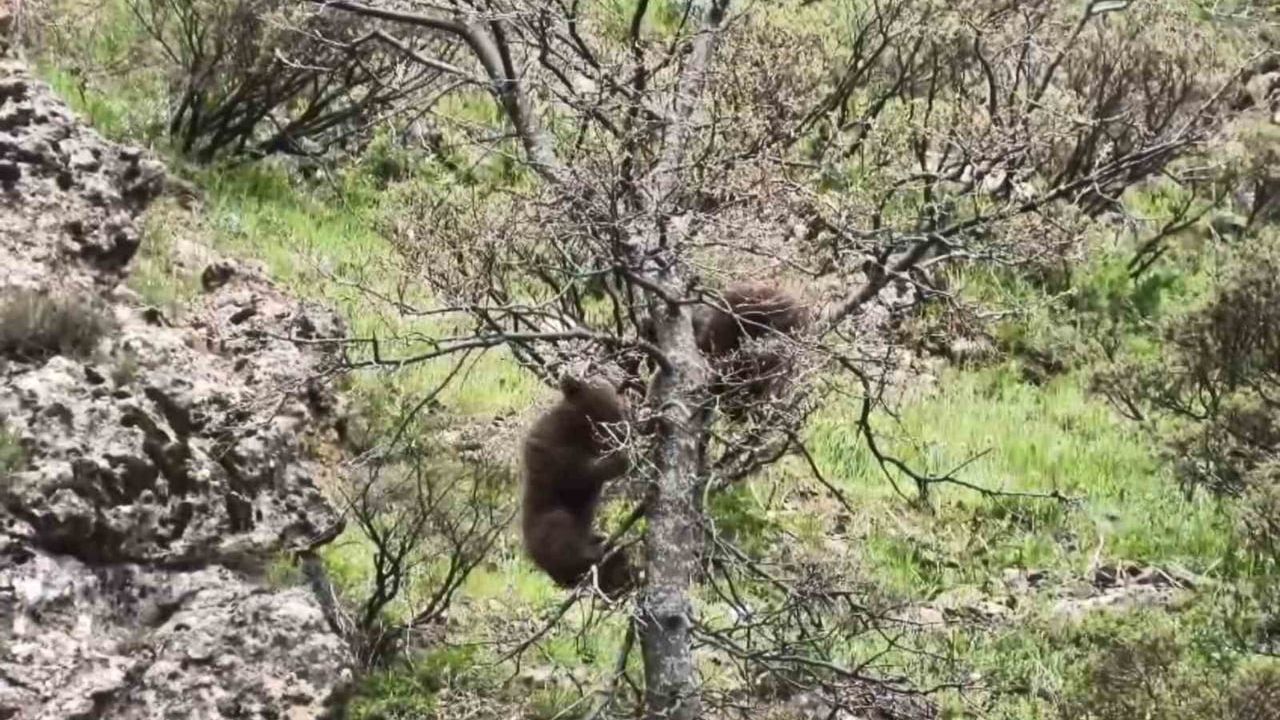 Tunceli Pülümür'de yavru ayıların meşe ağacındaki oyunları kamerada