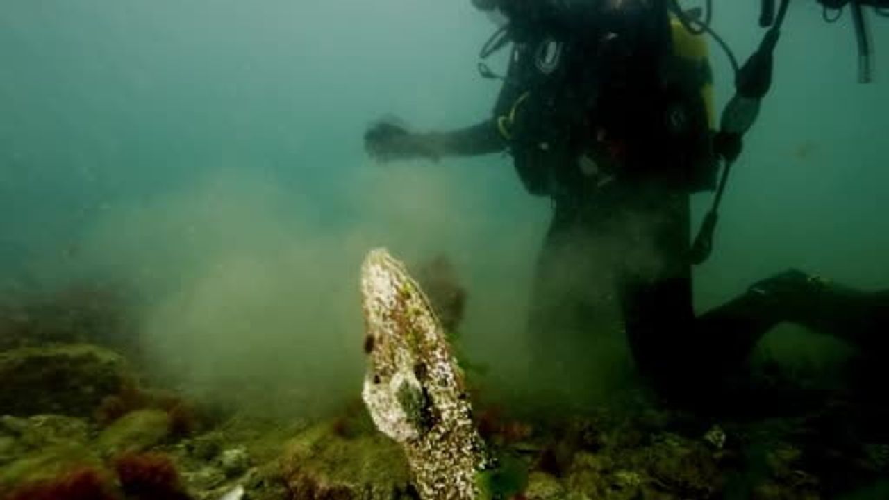 Tuzla'da deniz çayırları ve pina popülasyonu su altı teknolojileriyle görüntülendi