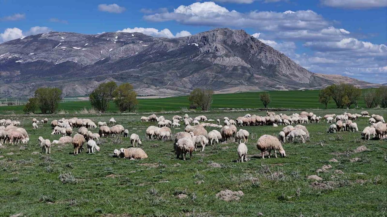 Ulaş TİGEM’de Anneler Günü: Kuzular Sürü İçinde Kokusuyla Kendi Annesini Buldu