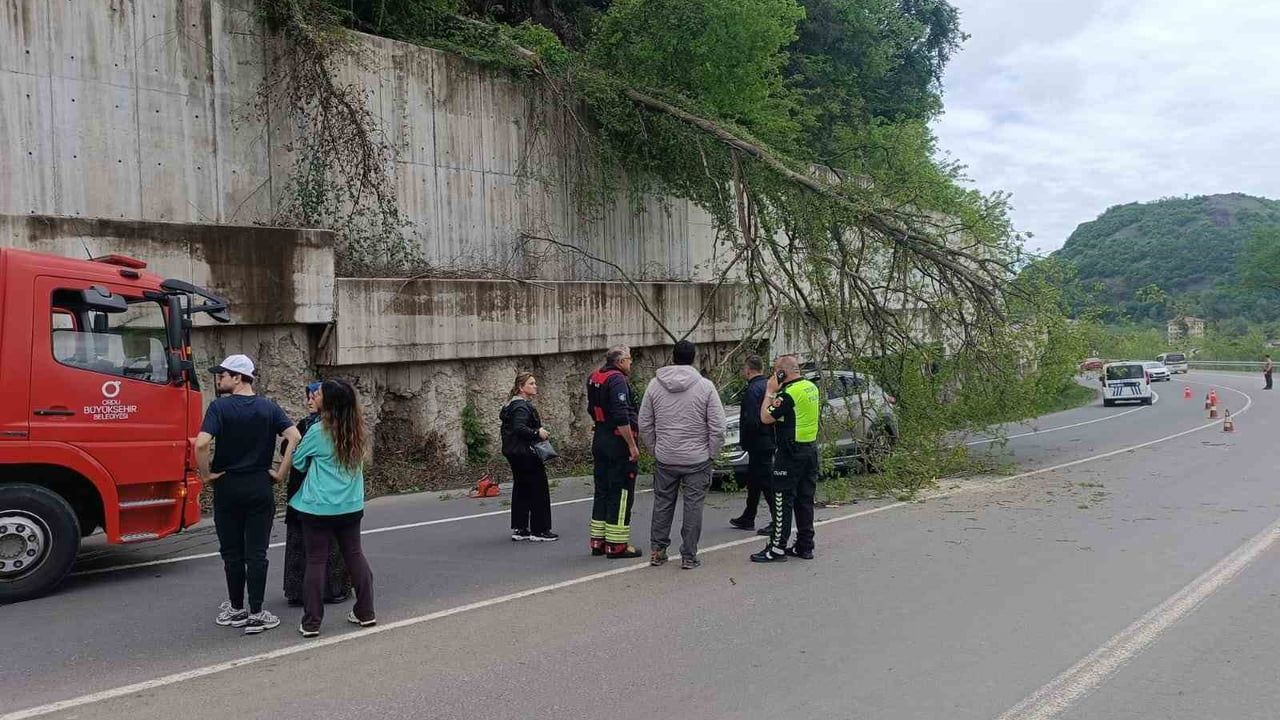 Ulubey'de seyir halindeki cipin üzerine ağaç devrildi