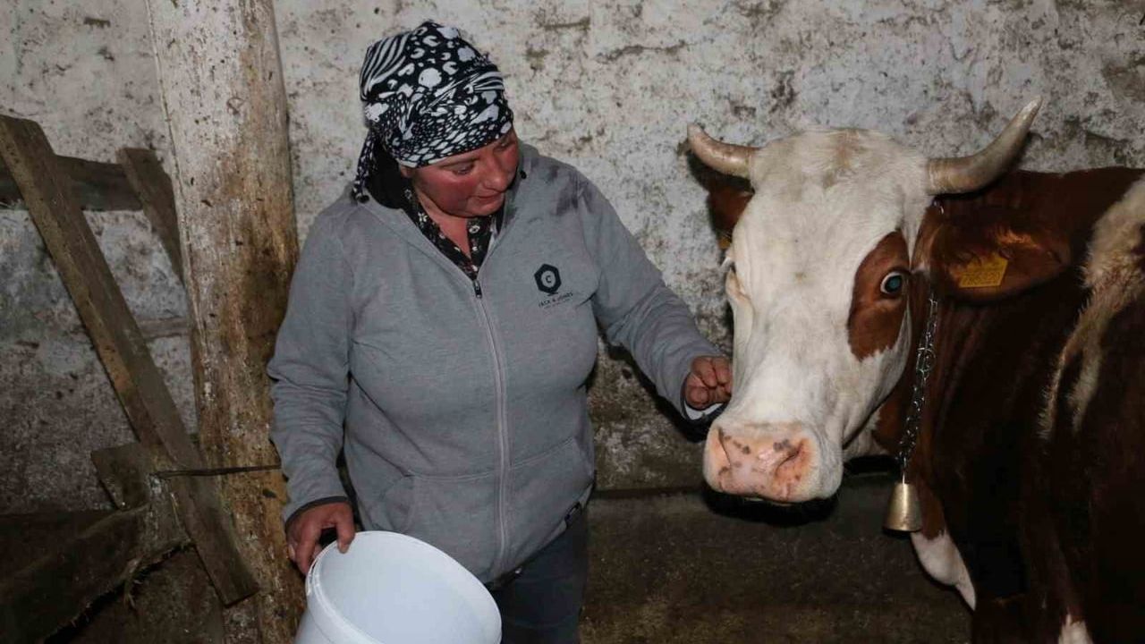 Üzümlü Derebük’te Gürcistanlı Nino Eroğlu, Hayvancılıkla Köy Üretimine Katkı Sağlıyor