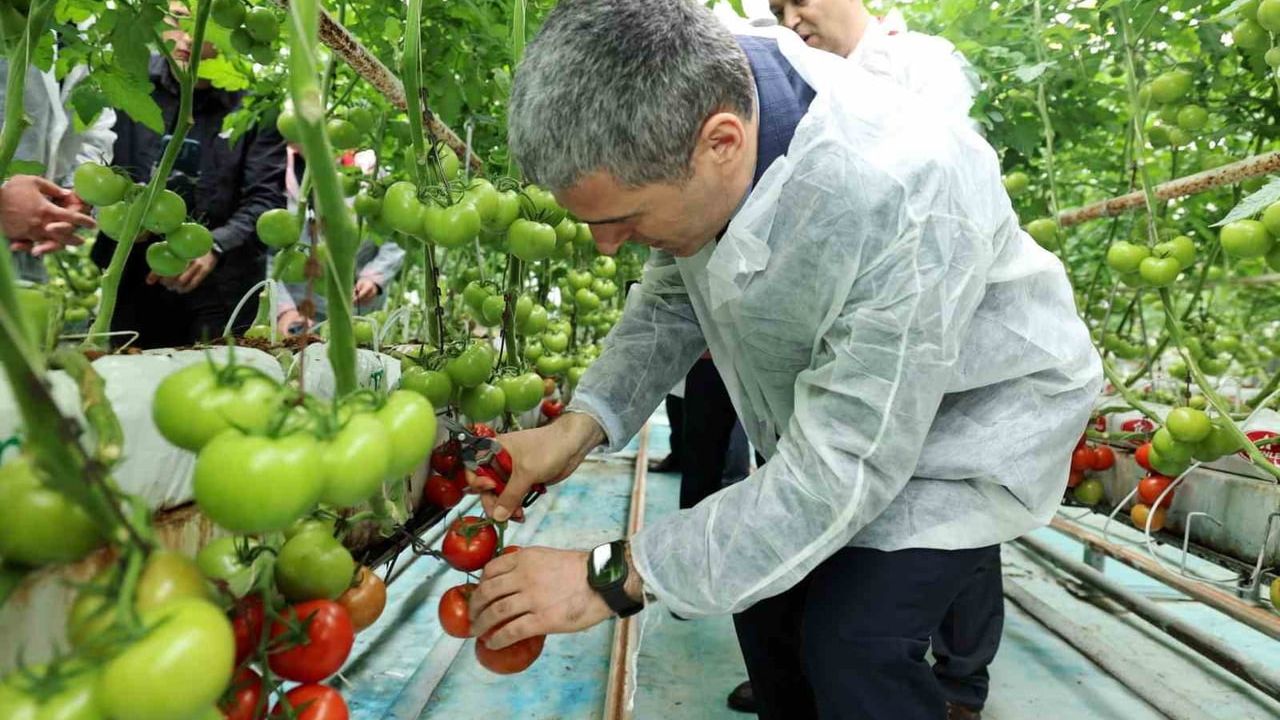 Vali Dr. Naci Aktaş Sandıklı'da Jeotermal Serada Domates Hasadına Katıldı