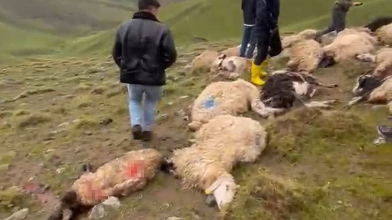 Van Çaldıran'da Yıldırım İstabeti: 30 Koyun Telef Oldu