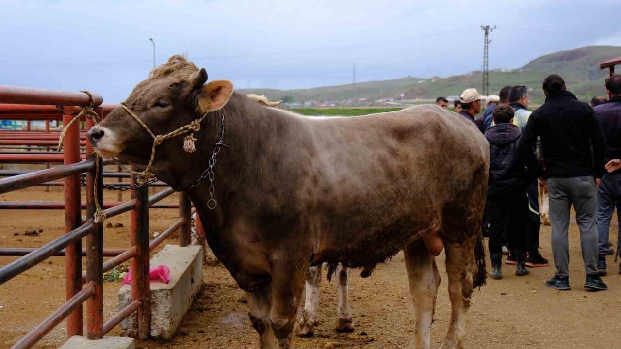 Van'da Kurban Bayramı Öncesi Canlı Hayvan Pazarında Hareketelilik