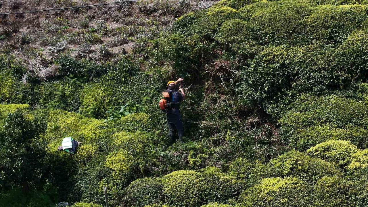 Yaş çay sezonu öncesi üreticiler budama, gübreleme ve taban fiyat beklentisiyle hazırlanıyor