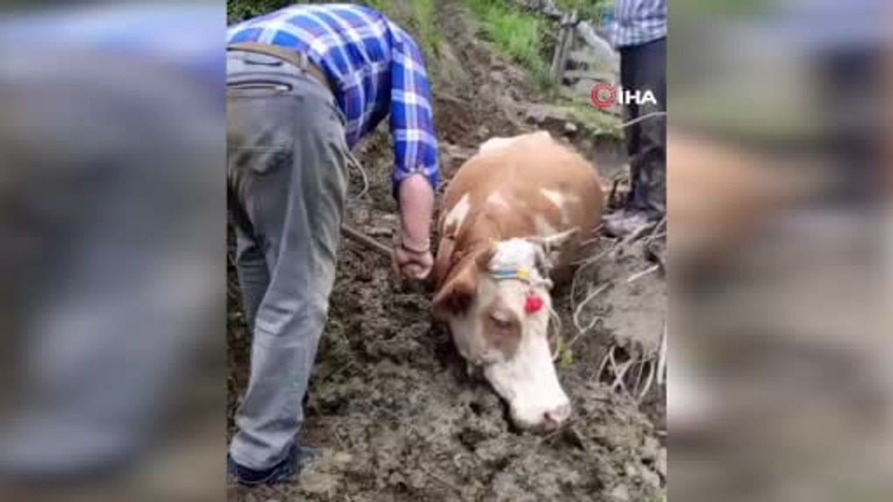 Yenice Değirmenyanı’nda çamura saplanan inek, vatandaşların çalışmasıyla kurtarıldı