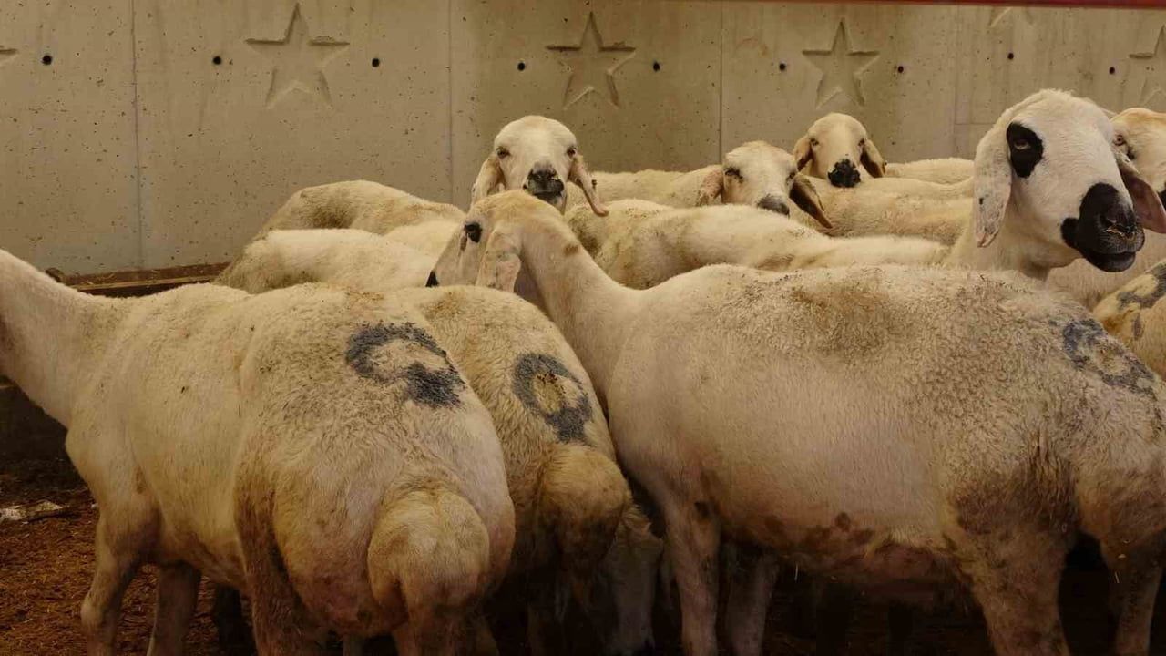 Yozgat canlı hayvan pazarında kurbanlık hareketliliği: Alıcı ve satıcı arasında sıkı pazarlıklar