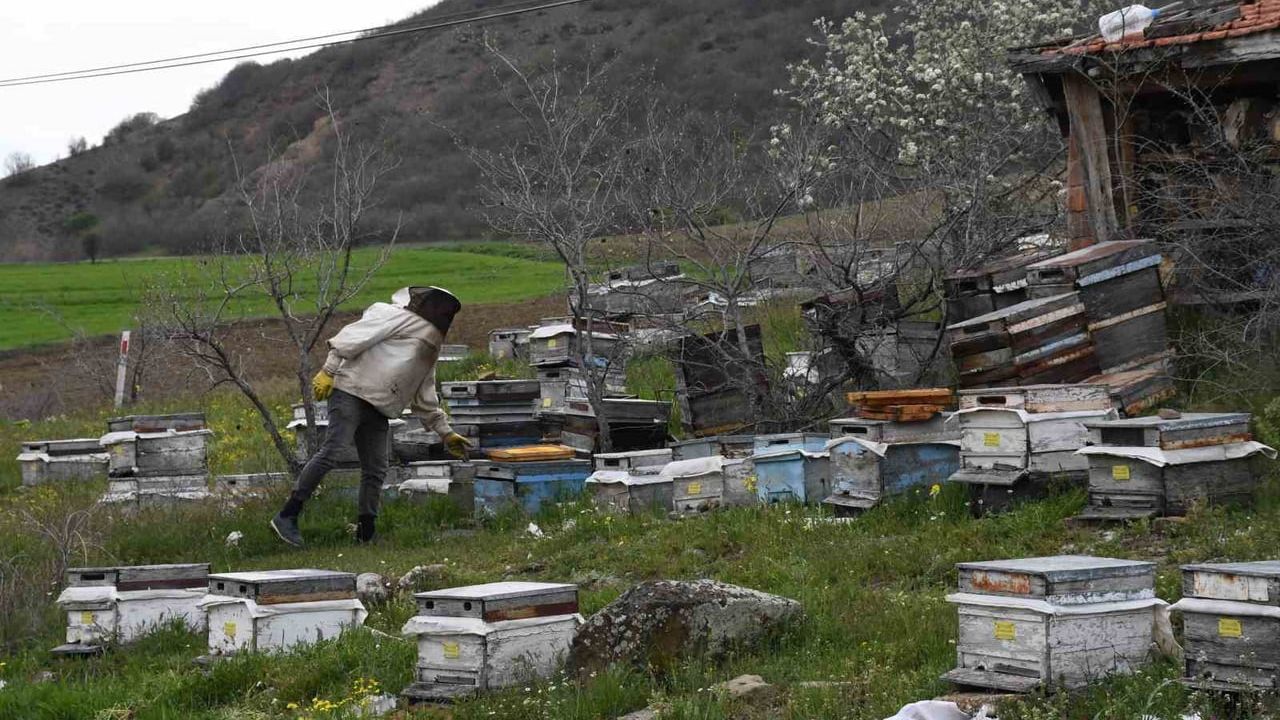 Yozgat'ın Bişek Köyünde Dededen Kalma Arıcılık: Yağışlar Verimi Artırdı