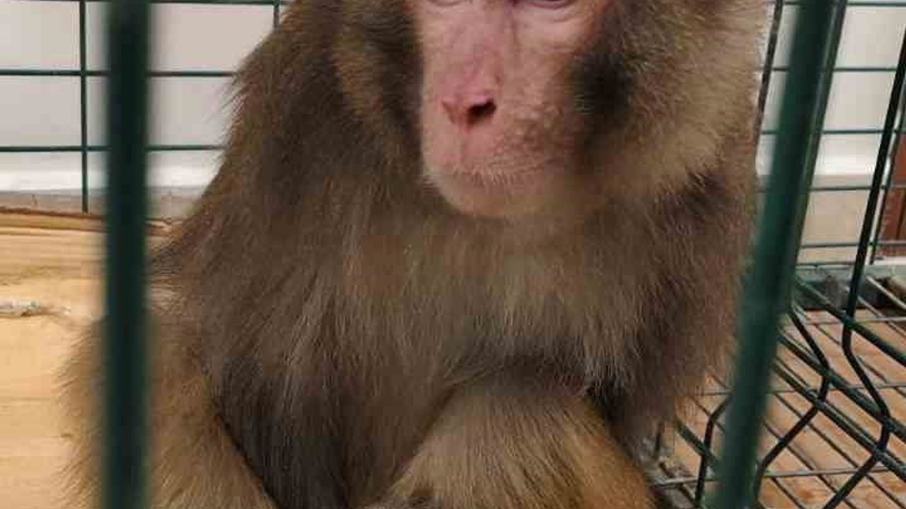 Yozgat Sarıkaya'da Rhesus (Hint Şebeği) türü maymun jandarma tarafından yakalandı